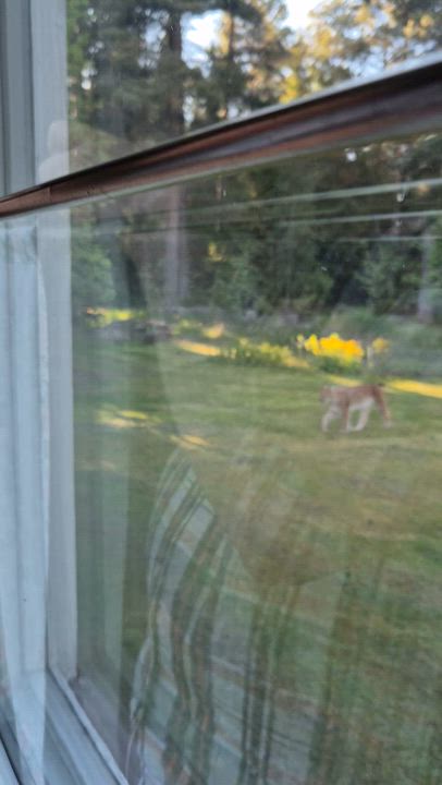 Ilves tuli kotipihaan