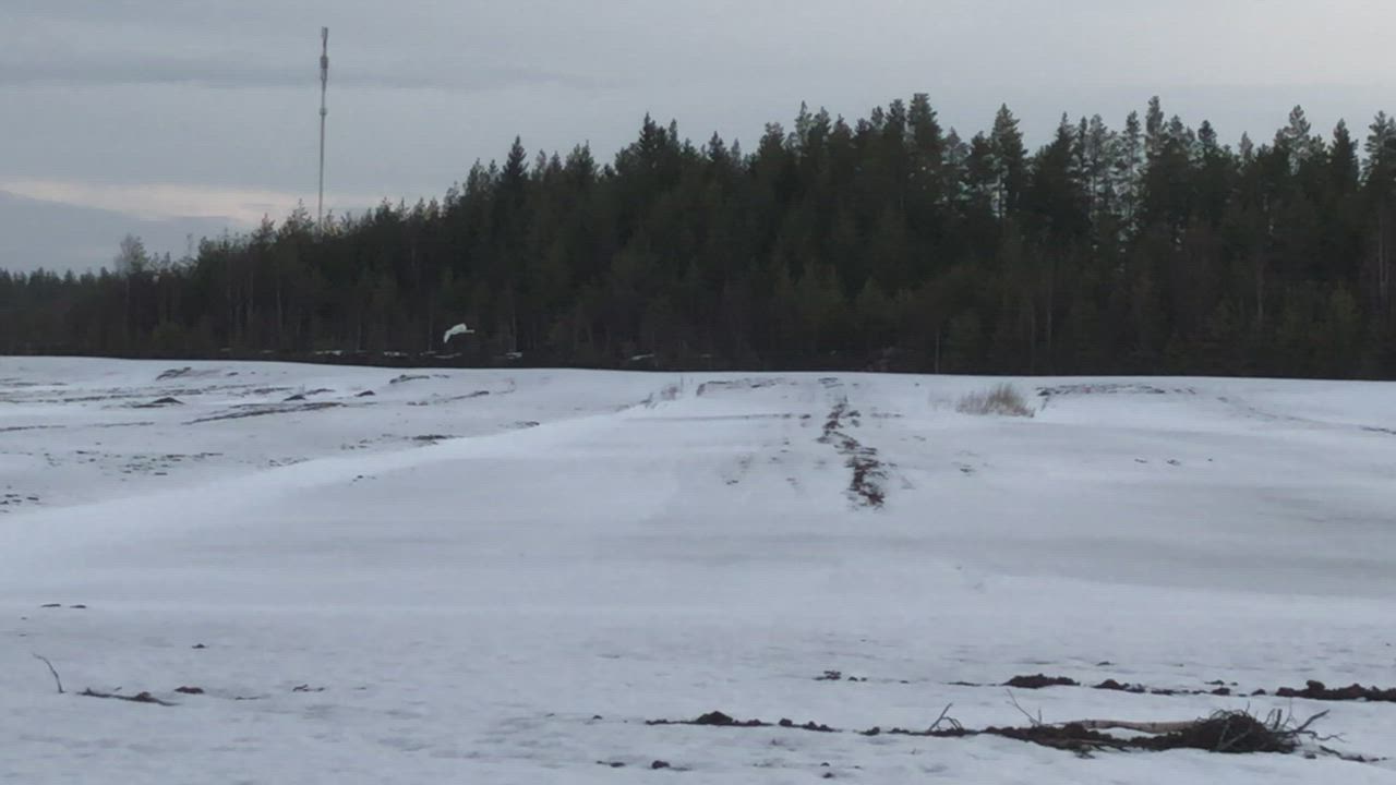 Joutsen Ylikiimingissä olevalla turvesuolla