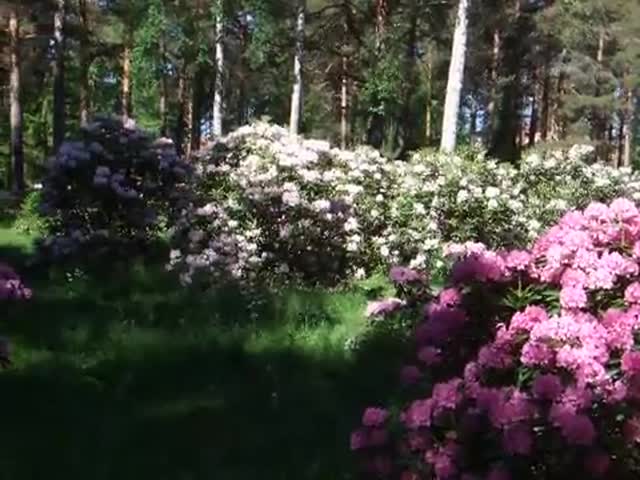 Kesän kukkaloistoa