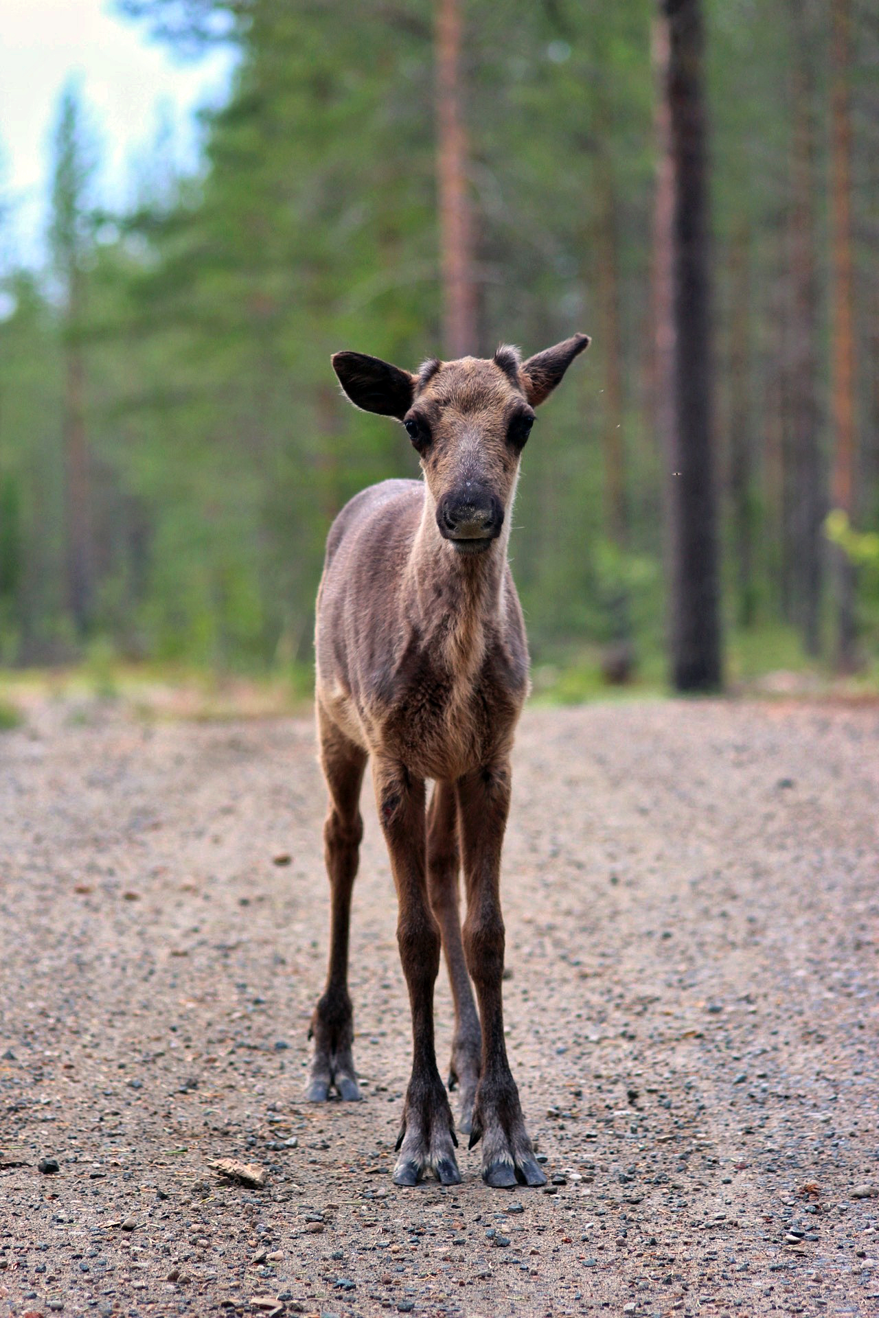 Viikon kesäfoto: Poronvasa katsoo kameraan Rovaniemen Pöyliövaarassa