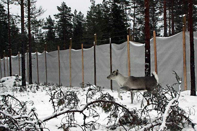 Metsäpeurojen totutustarhaan Lauhavuoressa syntyi viime keväänä kolme vasaa, ja tänä vuonna odotetaan seitsemää. Muutamia eläimiä pitäisi vapauttaa luontoon tämän vuoden lopulla, mutta susivaaran vuoksi suunnitelmat voivat muuttua. KUVA: MILLA NIEMI