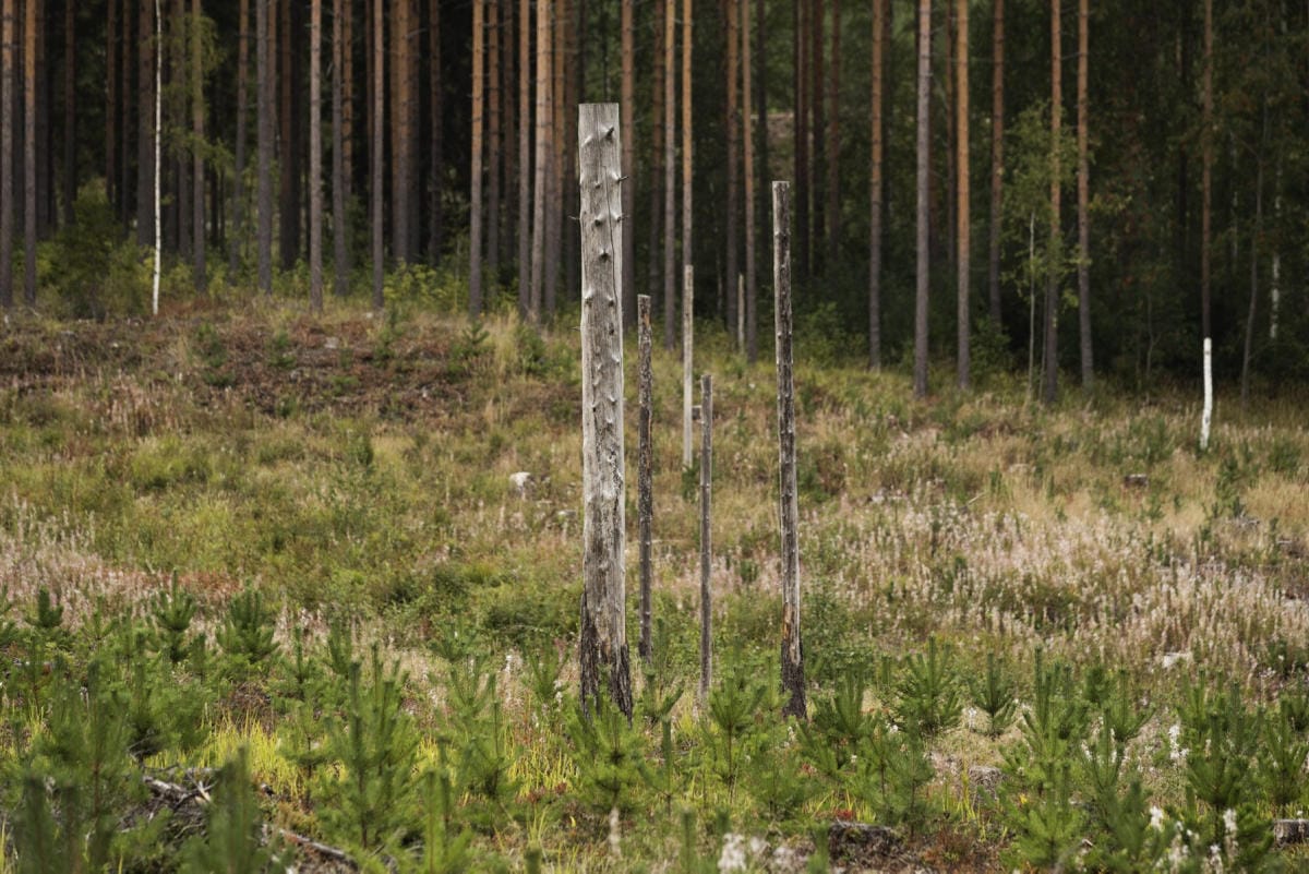 Suomi on vastustanut taksonomiaa eli ympäristöluokittelua. LEHTIKUVA / Roni Rekomaa