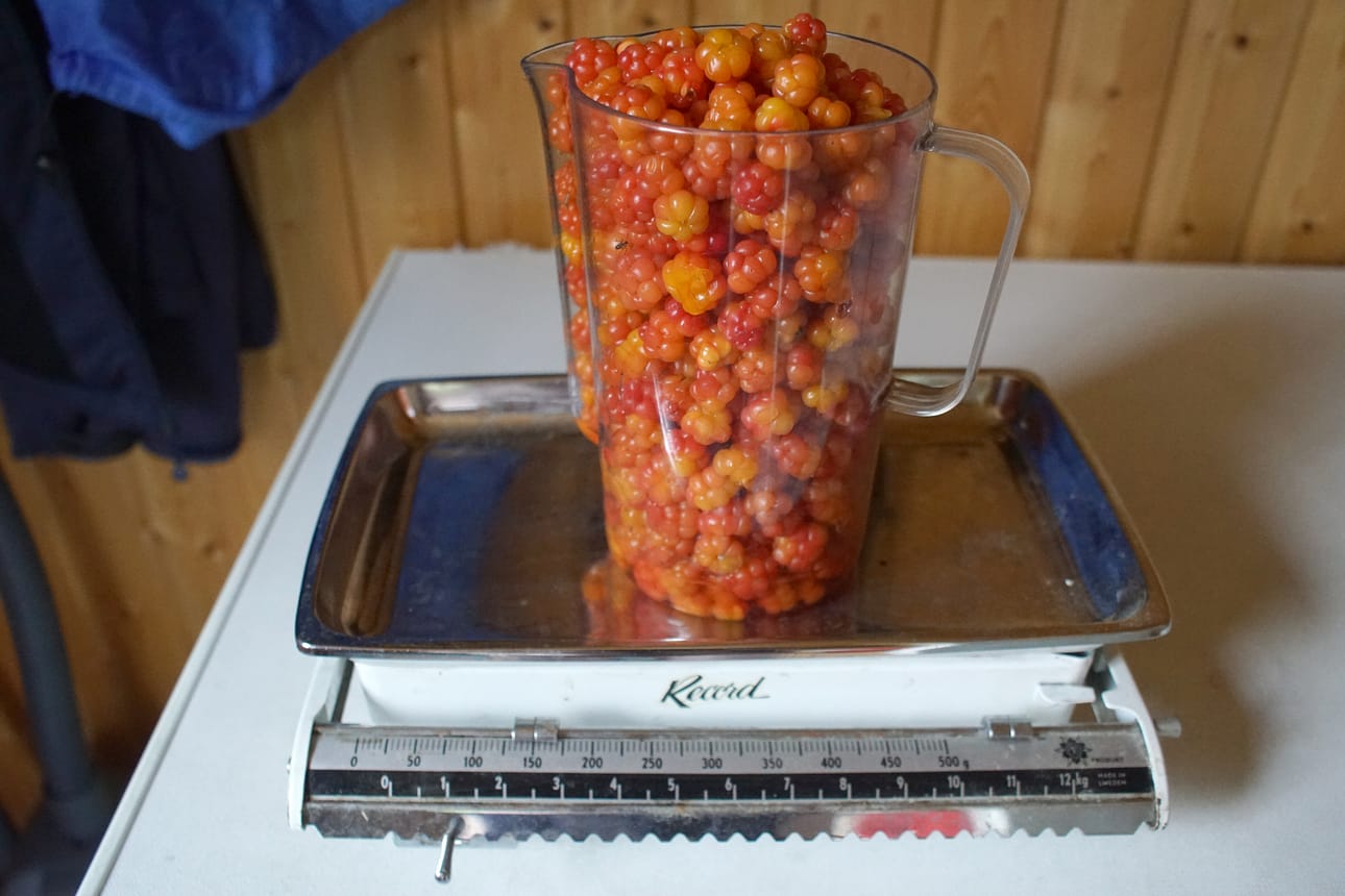 Montako hillaa menee kiloon? Kuvan kannussa on hilloja tasan kilo. Niitä on 536 kappaletta.