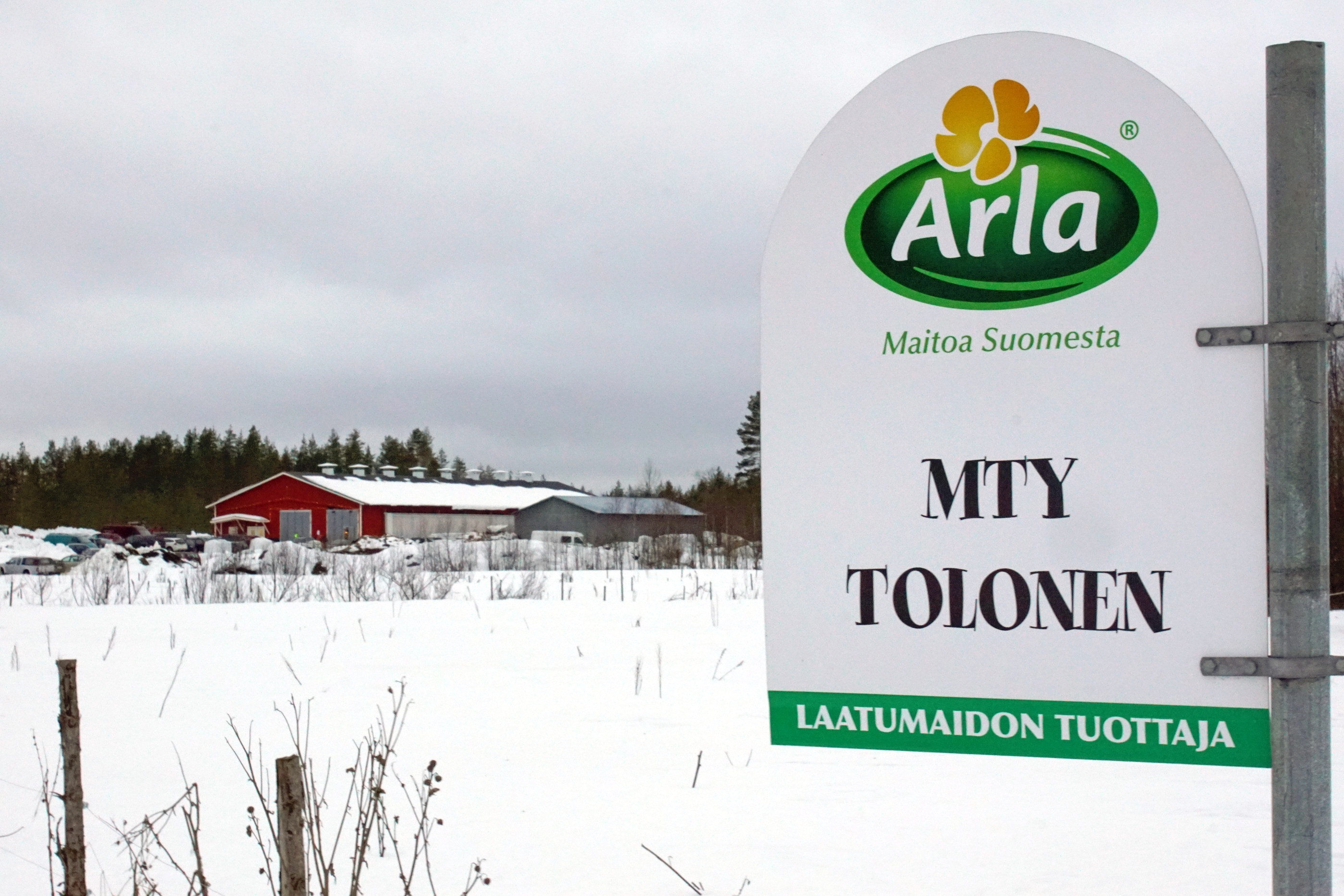 Maatalousyhtymä Tolosen navetan maito viedään Sipooseen asti Arlan jalostettavaksi. 