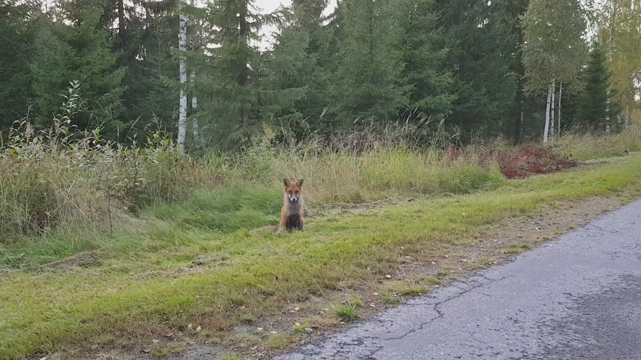 City kettu ihmeissään