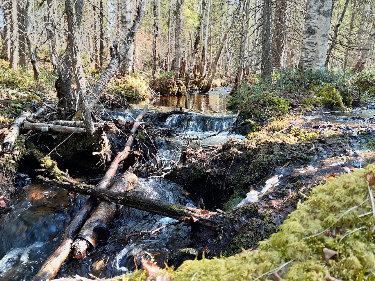 Syötteen kansallispuisto laajenee hieman, kun puistoon liitetään alue Liejuvaaran länsiosasta. Kuvassa Liejuvaaran puro.