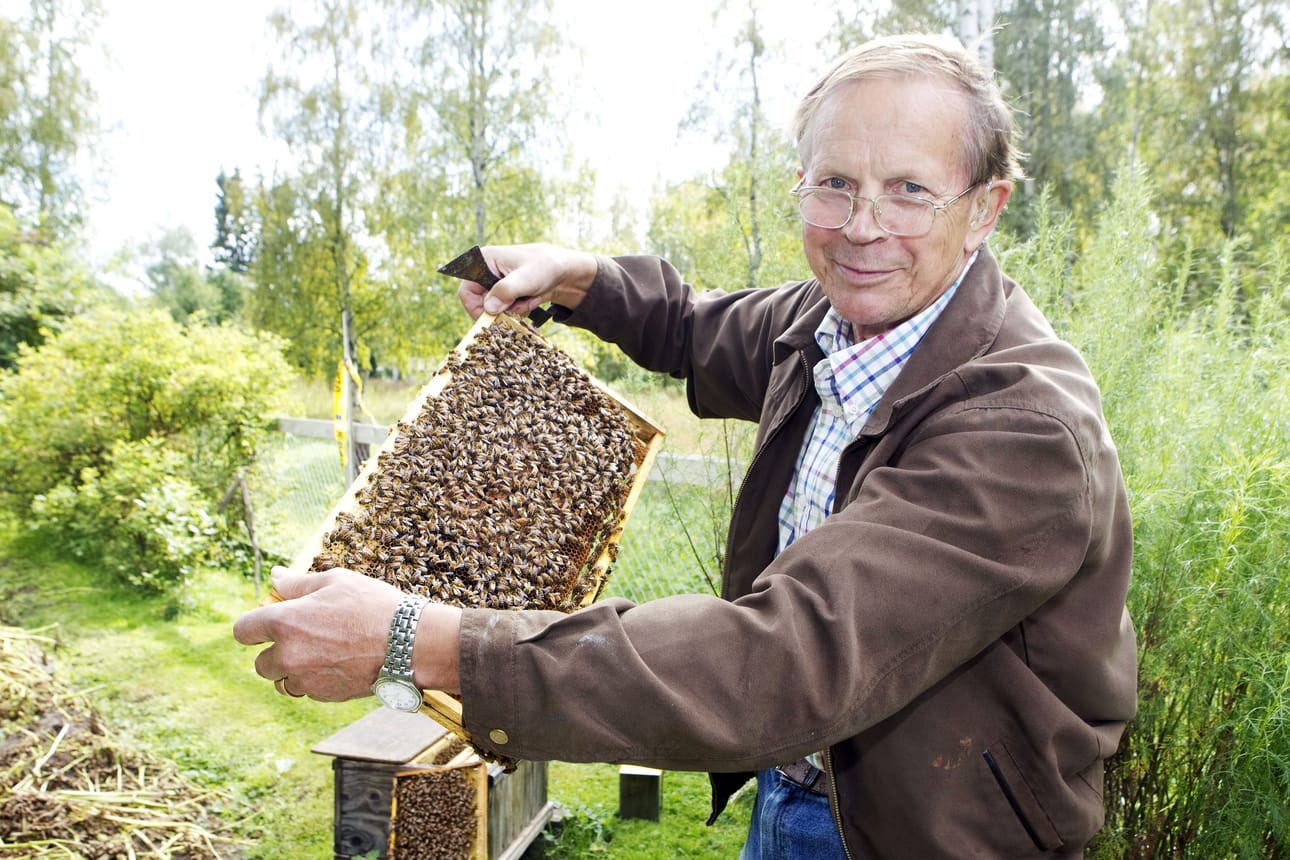 Heimo Maijanen kehuu mehiläisiään leppoisiksi ja fiksuksi yksilöiksi.