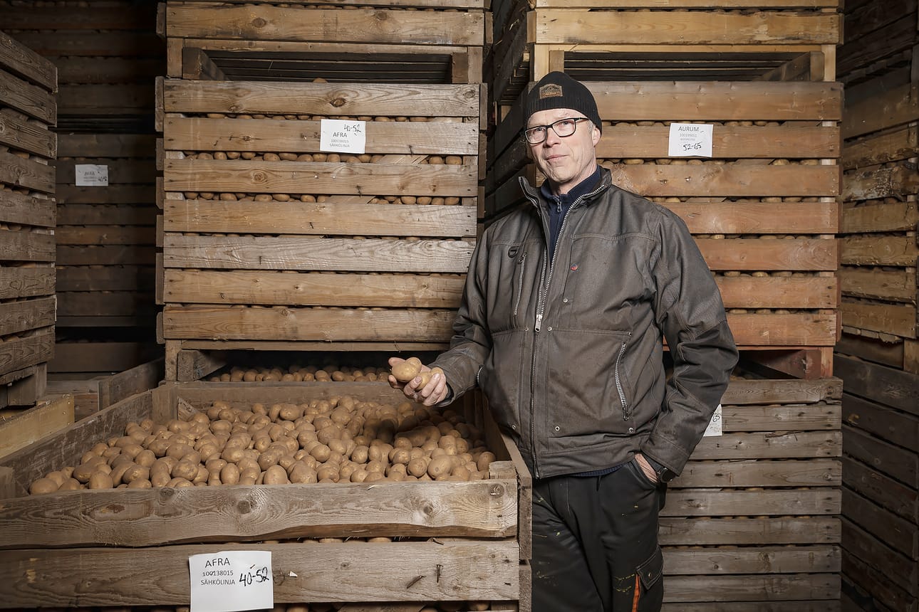 Maatalousyrittäjä Jari Matinolli kertoo että Tyrnävän alueen olosuhteet sopivat hyvin perunan kasvatukseen.