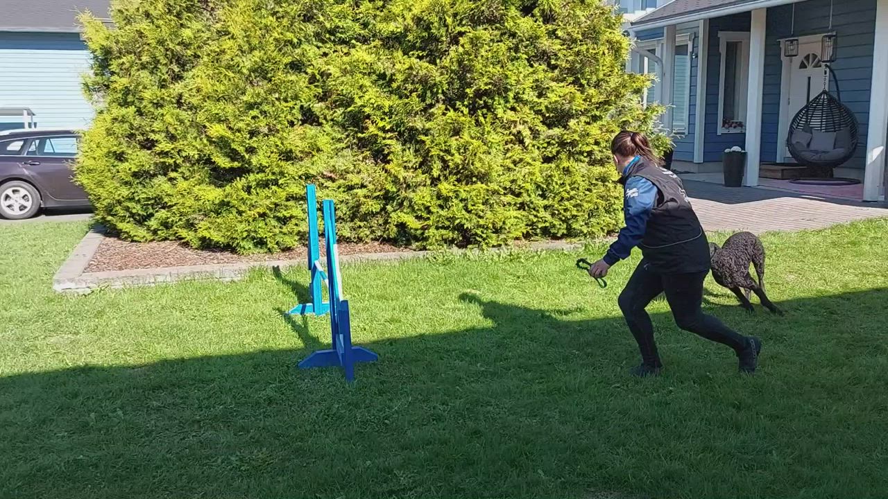 Hertta Pesosen Rey-koira hyppää agility-esteen yli
