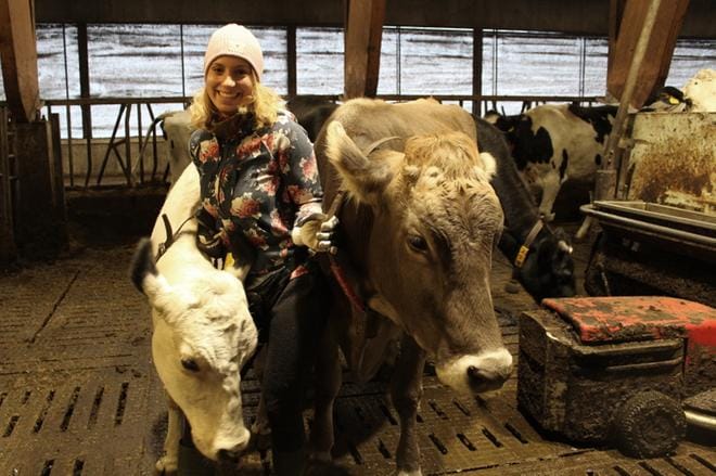 Nadalee-lehmä (oikealla) on brown swiss -rotuinen, kun taas Nuorgam on lapinlehmä-rotua, esittelee Anna Länsisalmi. – Molemmat ovat poikineet kaksi kertaa, ja molemmat lehmät ovat minun omiani, hän tarkentaa. KUVA: REIJO HEIKKILÄ