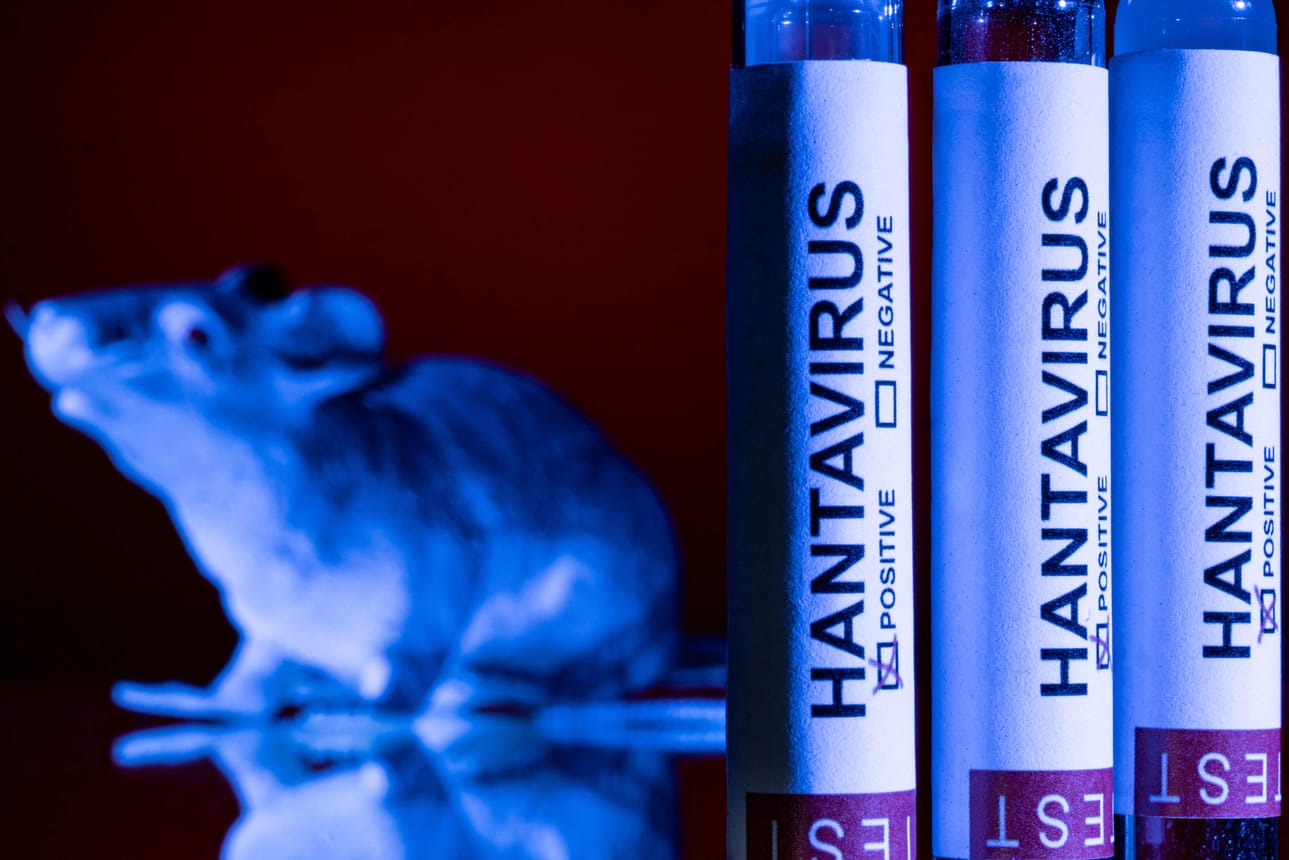 Hengenvaarallinen Andes-hantavirus leviää jyrsijöiden välityksellä. Se on täysin eri kuin Suomen myyrien levittämä hantavirus, josta voi saada myyräkuumeen.