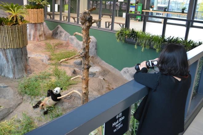 Ähtäri Zoossa miltei 90 prosenttia kävijöistä tulee kotimaasta, kertoo viestintäpäällikkö Lea Lahtinen. Arkistokuva.