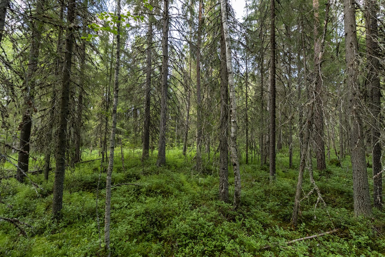 Tupa ei ole valmiiden retkeilyreittien varrella. Noin kilometrin päässä on Räkäsuon reuna.