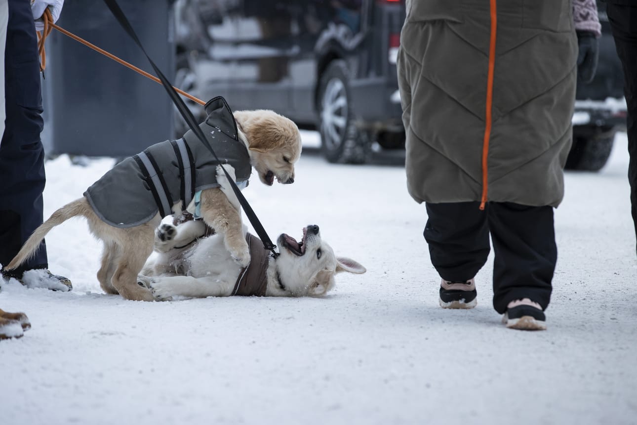 Lukija toivoo, että koirat pysyisivät niille tarkoitetuilla alueilla. Kuvituskuva.