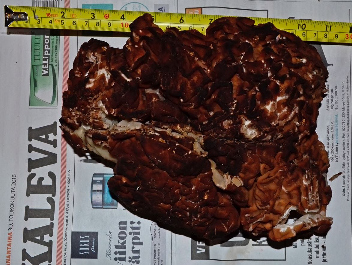 Puutarhan kuorikkeella lihonut korvasieni painoi 1109 grammaa ja sillä oli mittaa lähes kolmekymmentä senttimetriä.