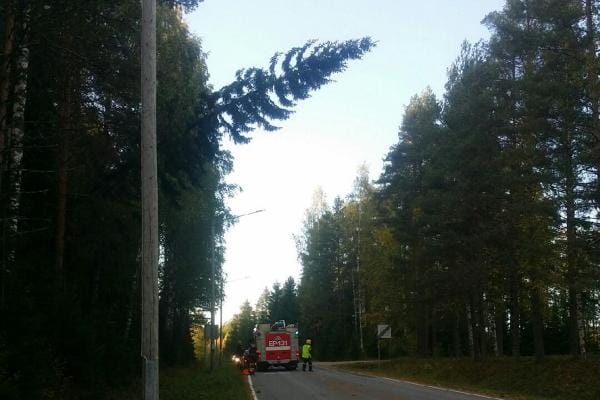 Puu kaatui sähkölinjan päälle Karijoella torstai-iltana. KUVA: KIMMO KORPI