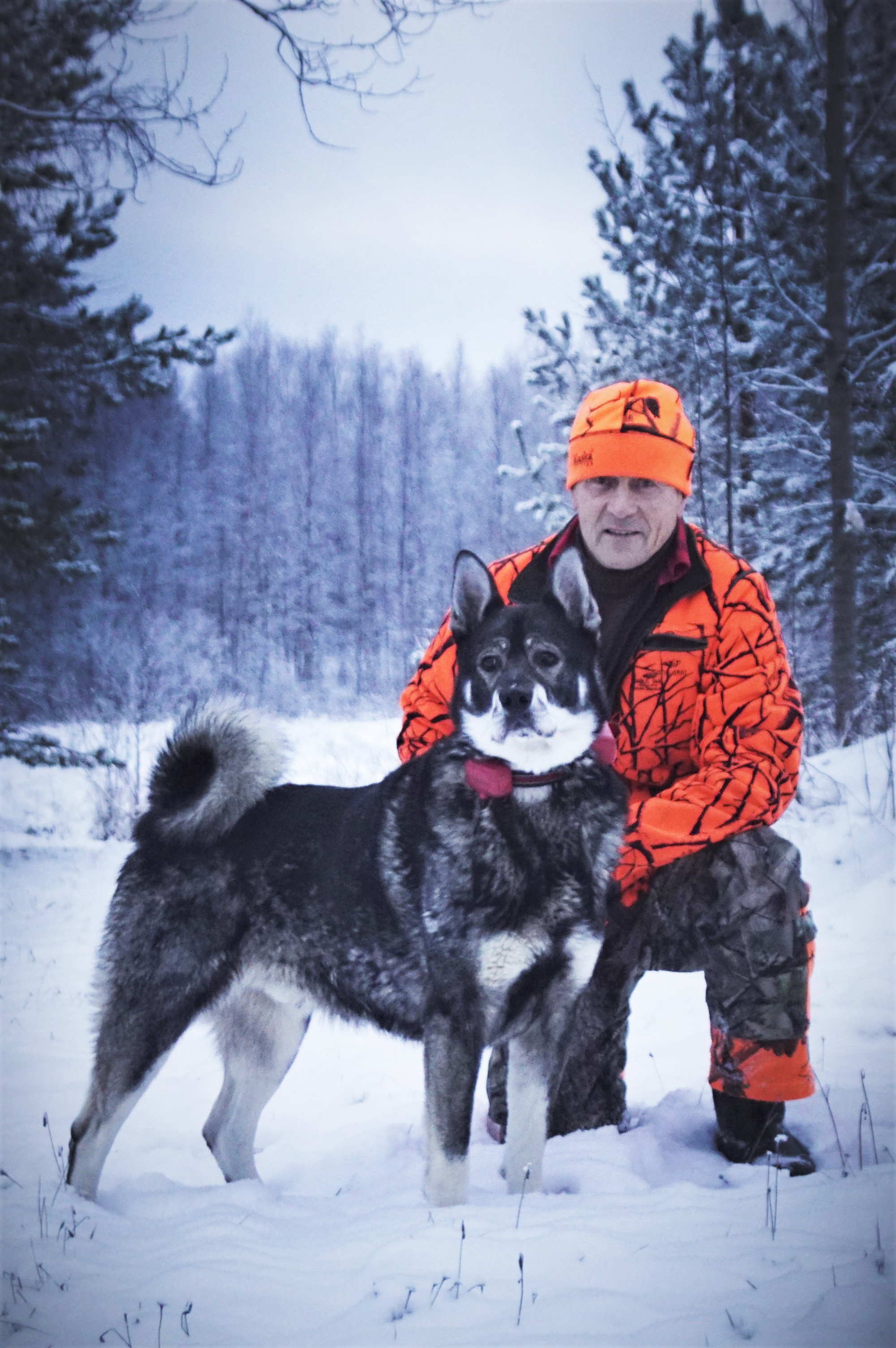 Koira on hirvijahdissa välttämätön "Täällä taitaa jämtlanninpystykorva olla suosituin. Se toimii ja jaksaa myös runsaammassa lumessa ja laajoilla jahtialueilla"