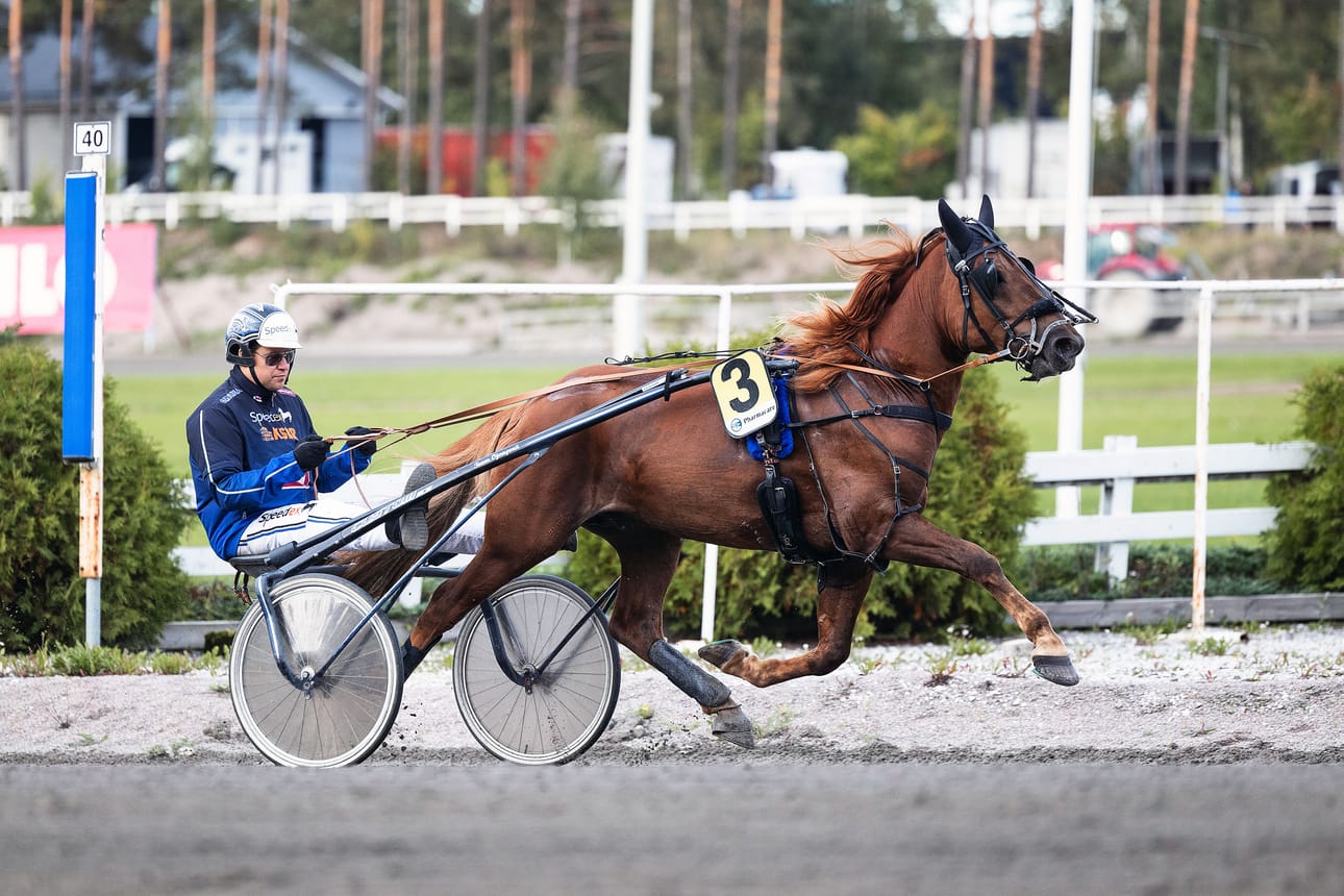 Antti Ojanperä ohjastaa itse Alarik Huikeaa Kirppu-ajossa.