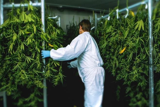 Hollantilainen Bedrocan valmistaa lääkekannabista valvotuissa olosuhteissa. KUVA: kuvakaappaus / Tero Kyllönen