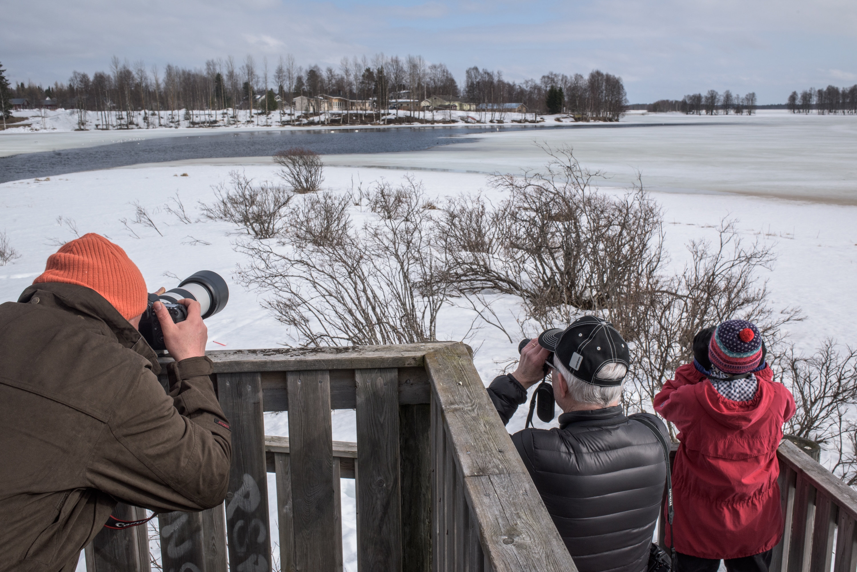 Vesa Kilpivaara, Matti Ryhtä ja Alli Sillanpää katselivat jalohaikaraa ja kanadanhanhea Nilojoen suulla.