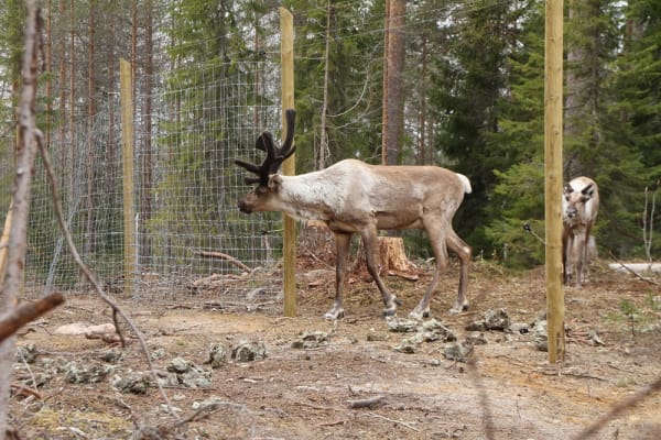 Kartulan metsäpeuravapautusten jatkoa joudutaan nyt miettimään tarkoin. Toukokuussa vapautetuista viidestä hirvaasta kaksi jouduttiin lopettamaan.