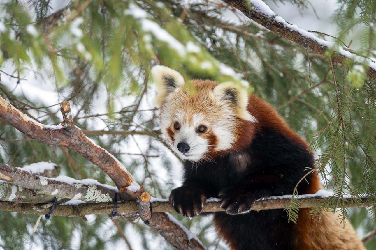 Pikkupanda on petoeläinten lahkoon kuuluva nisäkäslaji, sukunsa ja heimonsa ainoa nykyisin elävä laji. Arkistokuva.