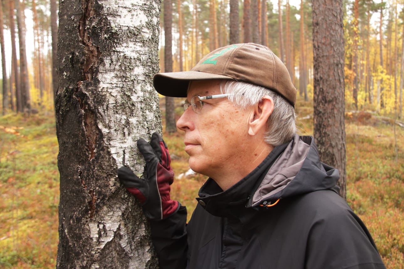Koivun rungosta näkee hyvin, mistä päin liekit ovat puita nuolleet. Toisella puolella puuta tuohi on valkeaa, toinen puoli on mustaksi palanut.
