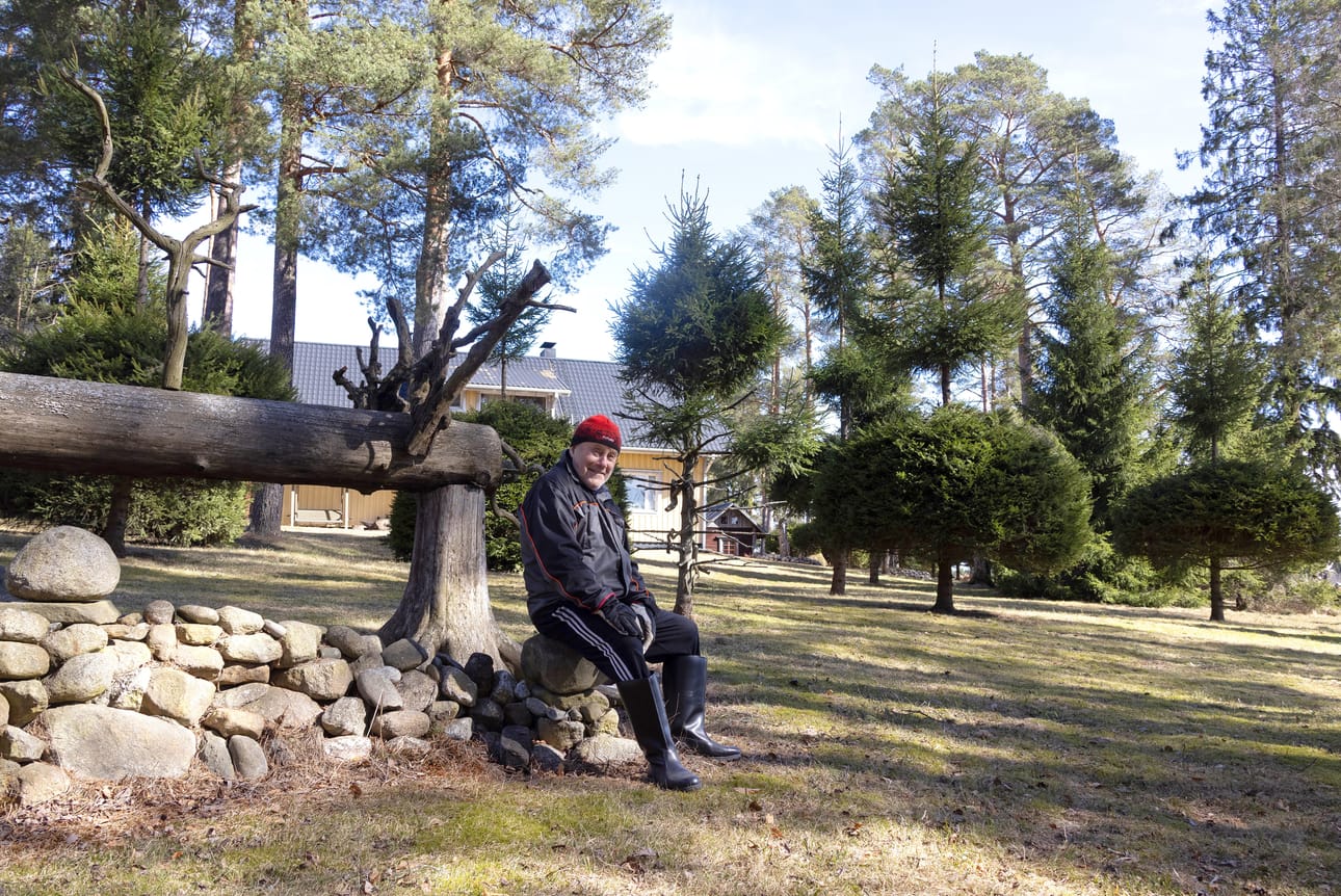 Matias Viitalan männyt kurottautuvat sellaisenaan kohti taivasta, mutta kuuset hän on leikannut mielensä mukaan ja käyttänyt puita muutenkin taiteellisesti. Hortonomi Lauri Heikkilä antaa vinkkejä muun muassa kuusiaidan perinteiseen leikkaukseen.