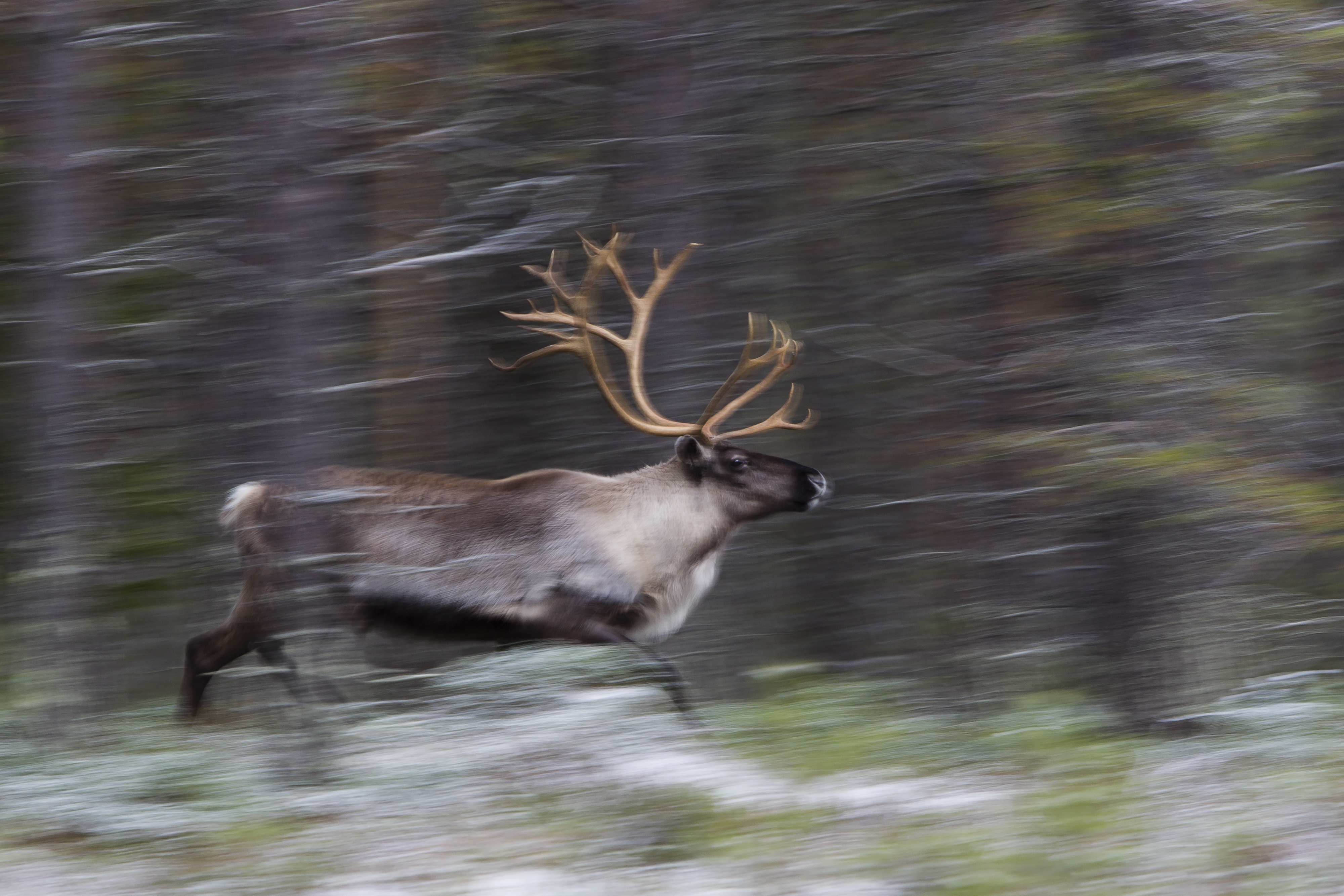 Vauhtiveikko: Nisäkäs-sarjassa kolmanneksi sijoittunut Vauhtiveikko-kuva syntyi metsäretkellä. “Kuvasin pitkällä suljinajalla, koska halusin mukaan vauhdin tunnetta”, Törmänen kertoo. 