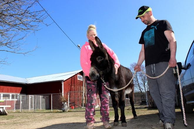 Oskari näytti kuvaustilanteessa luonteensa, eikä suostunut hetkeen liikkumaan. Sanna Kiminki ja Petri Paulamäki tietävät aasinsa metkut. KUVA: LOTTA KALLIO