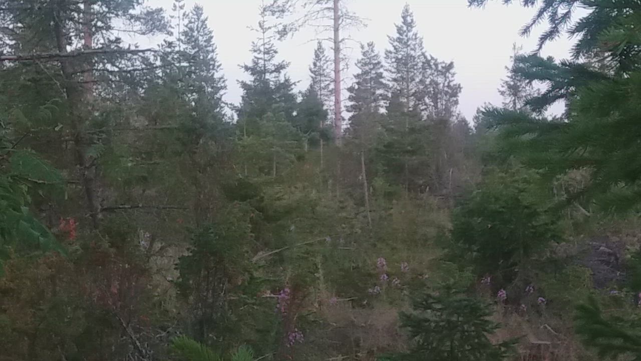Ilveksen ääntelyä Kemin Kuivanuorossa