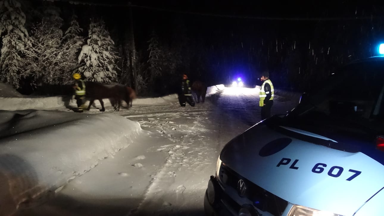 Viisi hevosista saatiin kiinni muutaman kilometrin karkumatkan jälkeen.