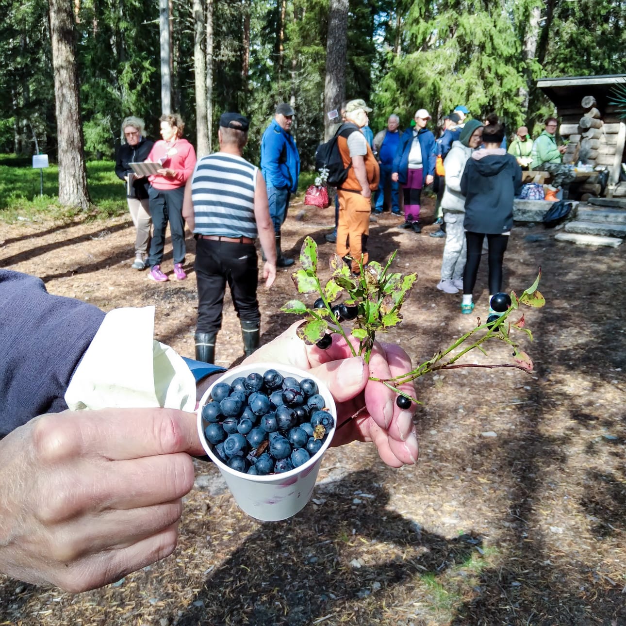 Innokkaimmat poimivat jälkiruoaksi kuppiin mustikoita.