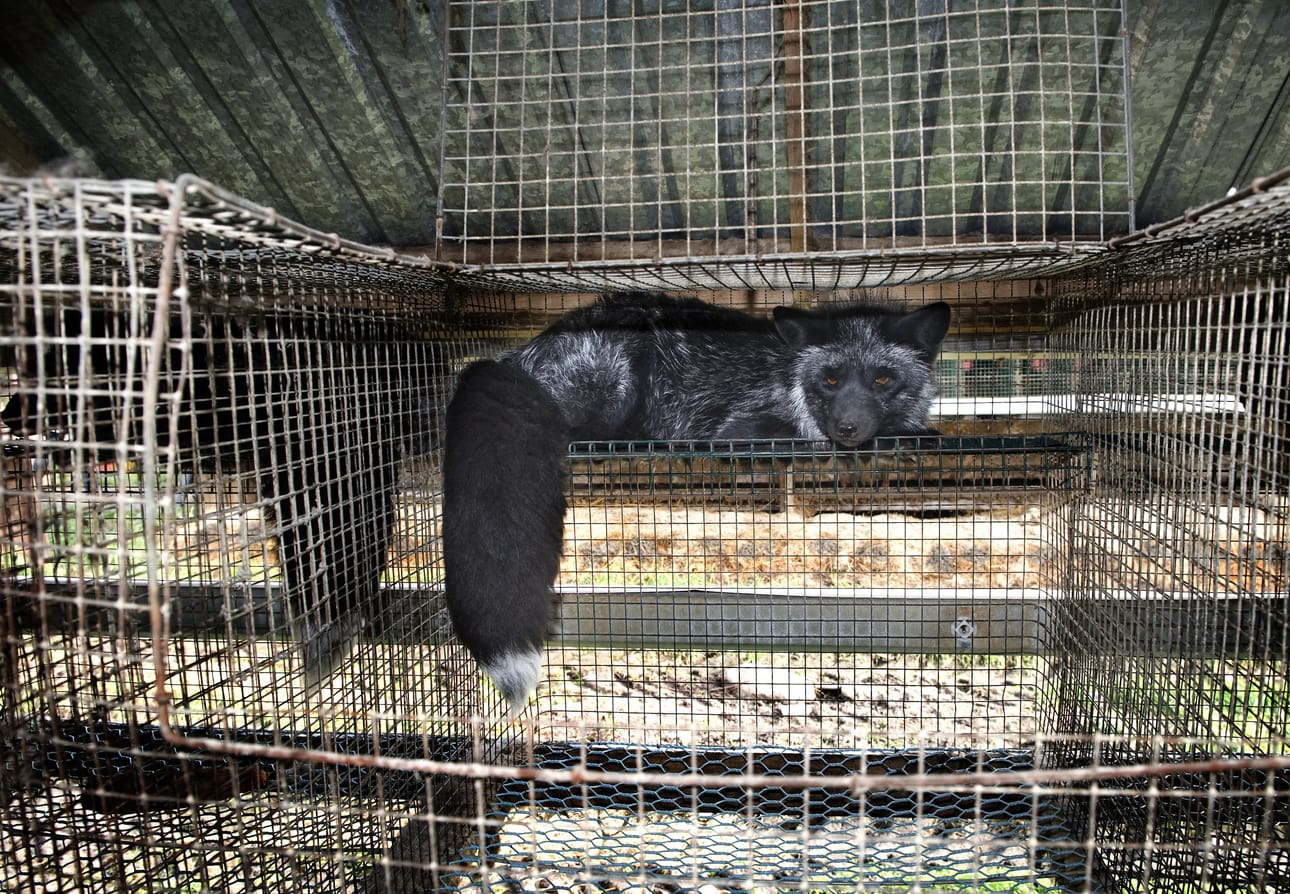 Eläinsuojelulain luonnoksessa tuotantoeläimille esitetään mahdollisuutta lajille tyypilliseen käyttäytymiseen. Arkistokuva.