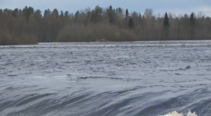 Tukkilautta Iijoella