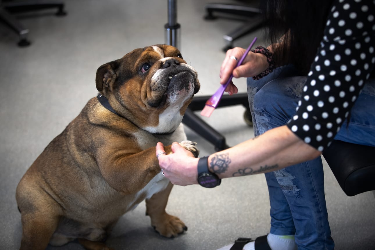 – Kynnet, sanoo Mathlin, ja Vääkky tietää heti, mitä pitää tehdä: nostaa tassua ja antaa käpälä hoidettavaksi.