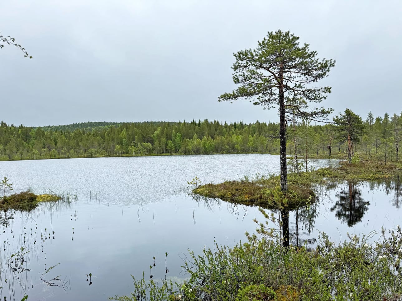 Ihmiskunnan käyttöön tälle vuodelle tarkoitetut luonnonvarat on käytetty, kerrotaan WWF:n tiedotteessa. Kuvituskuva.