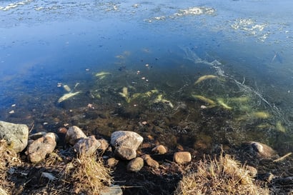 Rovaniemen Kirkkolammen kaloja on kuollut jälleen hapen puutteeseen – happikato ajaa vesistön syöksykierteeseen
