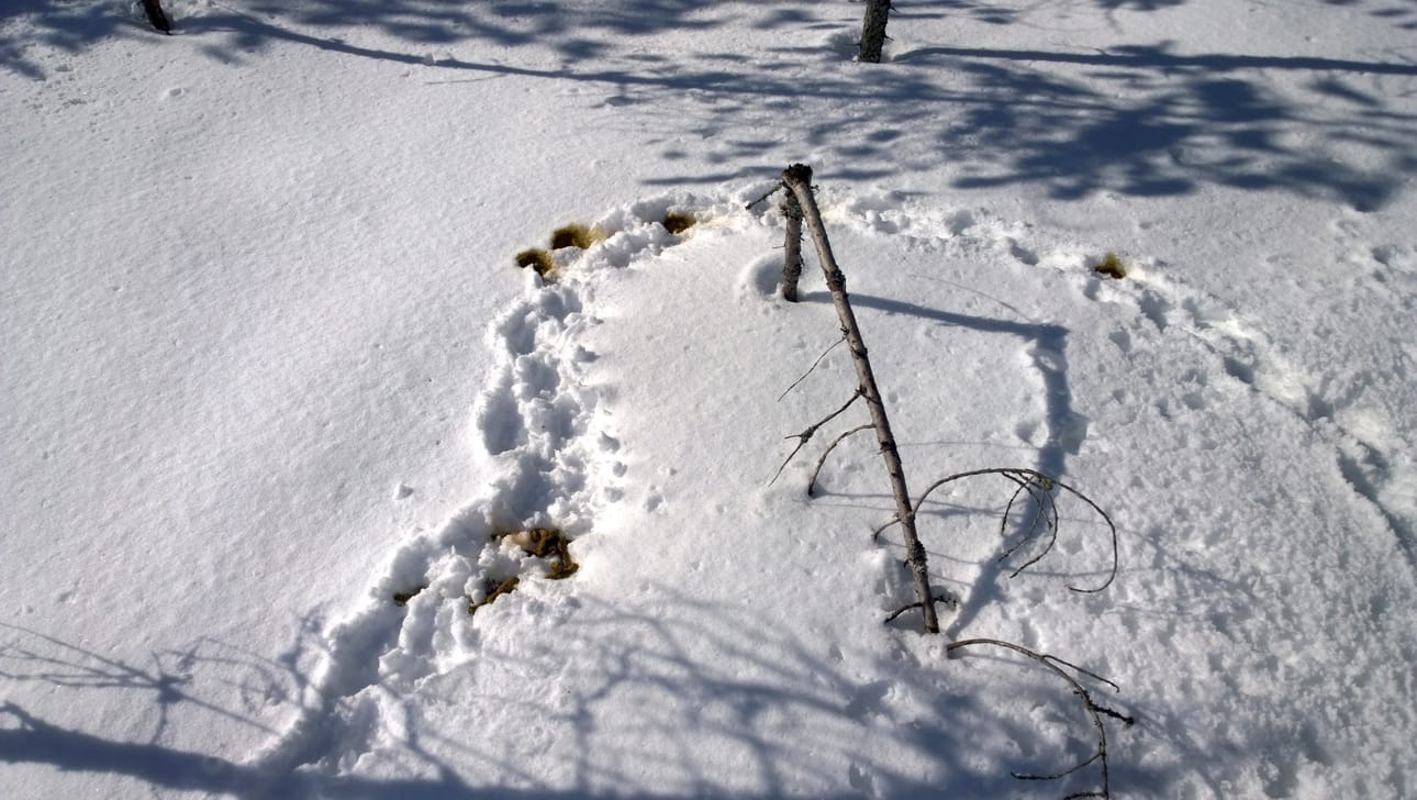 Kakkahätä