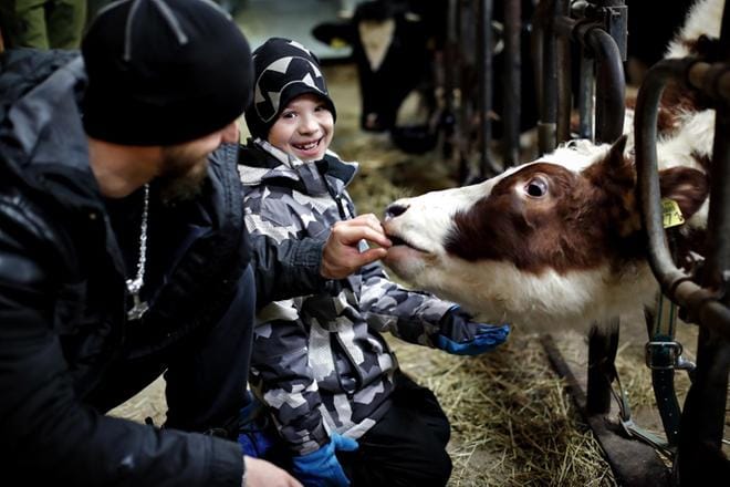 Luca Koski pääsi ensimmäisenä joululomapäivänään näkemään vasikoita näin läheltä, kun hän vieraili isänsä Janne Kosken kanssa Hakamaan tilalla Lehmäjoella. KUVAT: TOMI KOSONEN