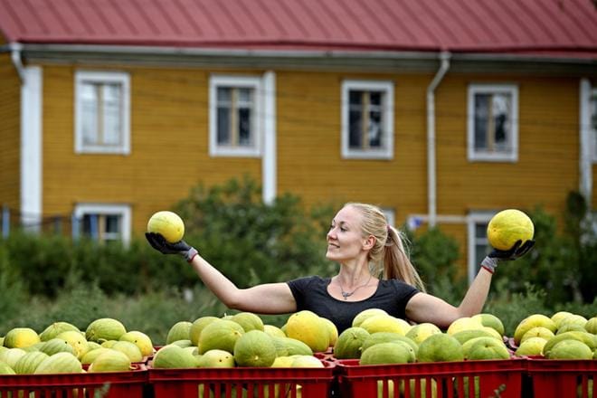 Tea Katila punnitsee käsissään oman tilan meloneita. – Kaiken minkä pystyy tuottamaan Suomessa, miksi tuoda muualta, hän sanoo. KUVAT: KARI LÖFHJELM