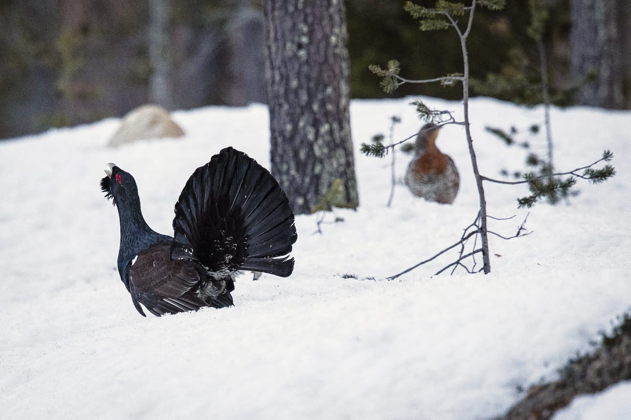 Vesa Teivaanmäki arvioi, että metsäkanalintukannat ovat kääntyneet varovaiseen nousuun heikkojen vuosien jälkeen.