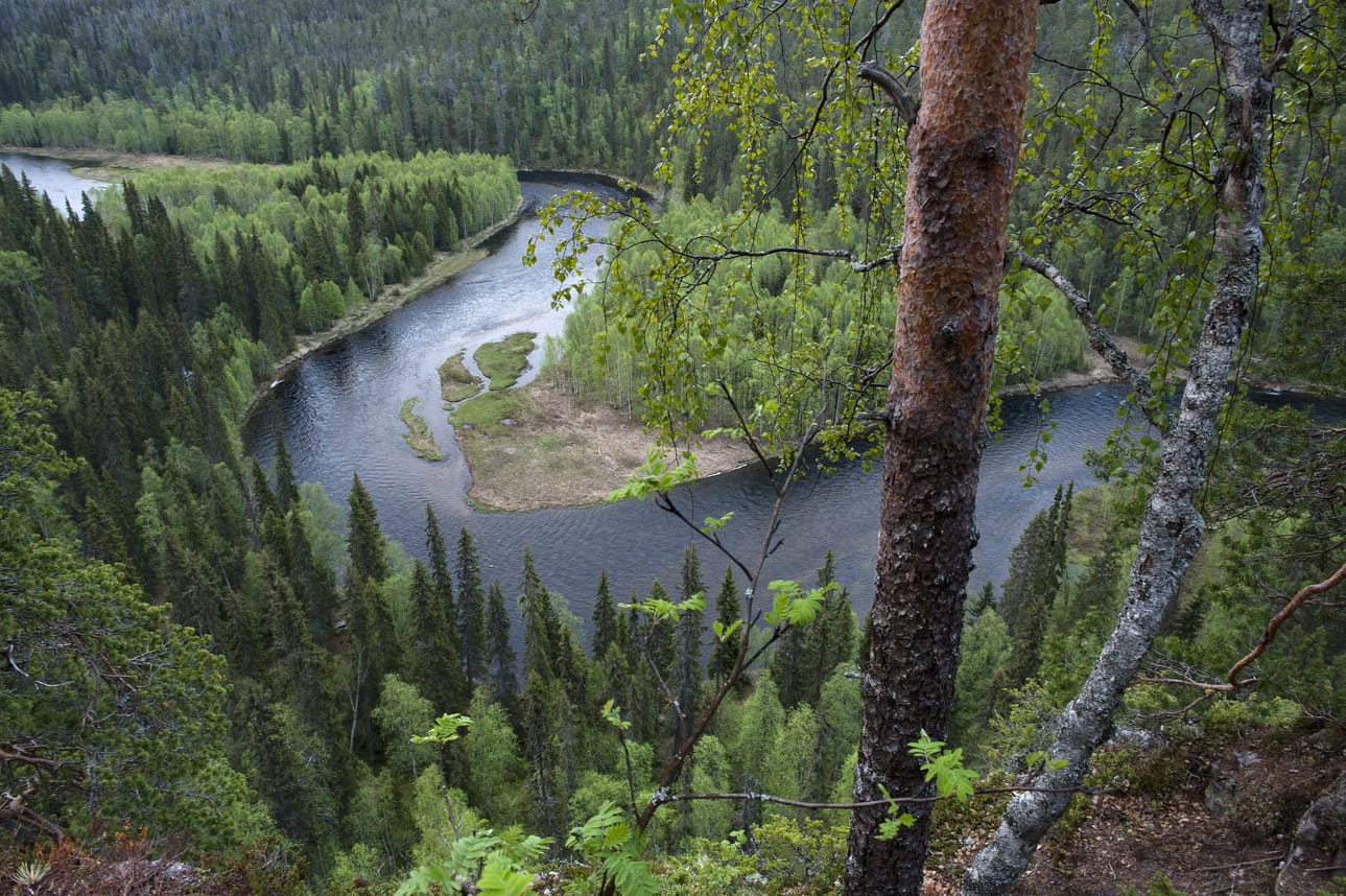 Kesäyö Kitjokikanjonin Päähkänän kalliolla, josta maisema avautuu Venäjän vaaroille saakka. Alkukesän koivut ovat vielä helakan vihreitä. Rastaat, peukaloiset ja leppälinnut laulavat kilpaa ja alhaalta nousee savun tuoksu kalastajien yöllisestä taukopaikasta.