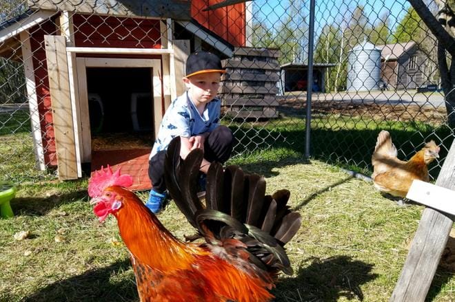 Eskarilaisen Matias Salmisen tehtävänä on hakea häkistä munat. - Näillä kanoilla ei ole vielä nimiä, mutta varmaan keksitään. Kukko on kanalan kunkku. KUVA: MIIANELLA HERRALA