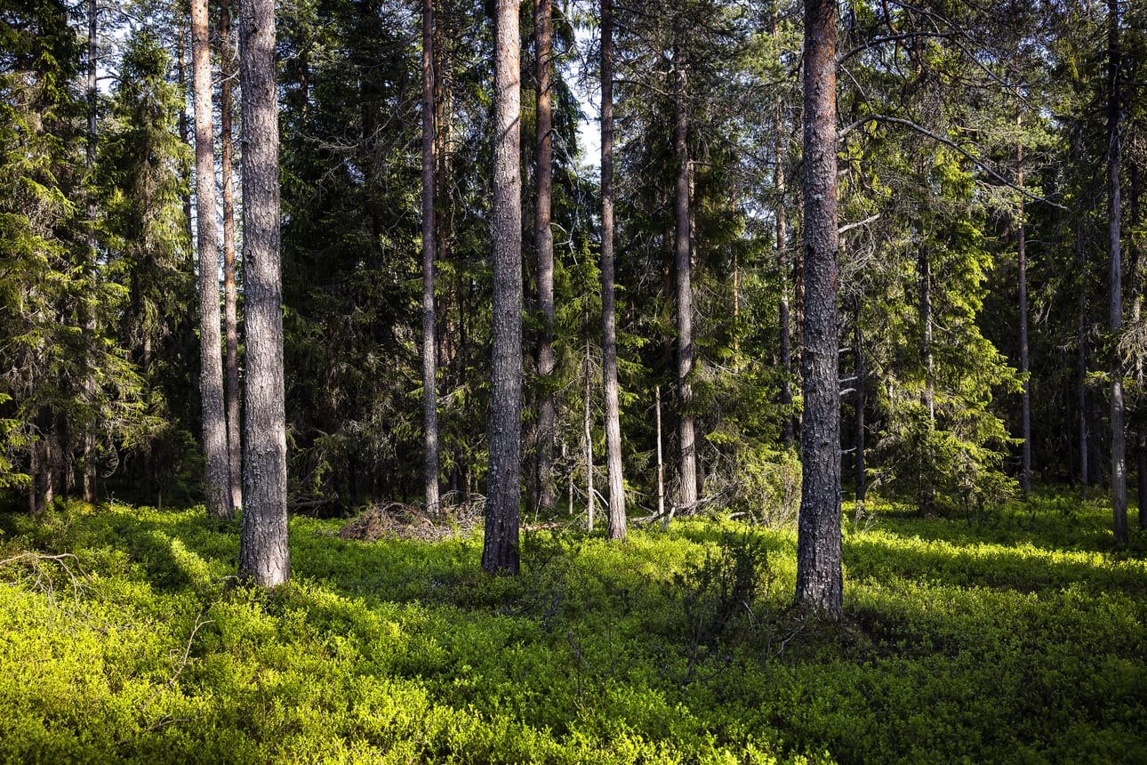 Greenpeace vetoaa kampanjassaan 70 luonnonmetsäkohteen säästämiseksi hakkuilta valtionmailla. Metsähallituksen mukaan kohteet eivät täytä kansainvälistä luonnonmetsän määritelmää.