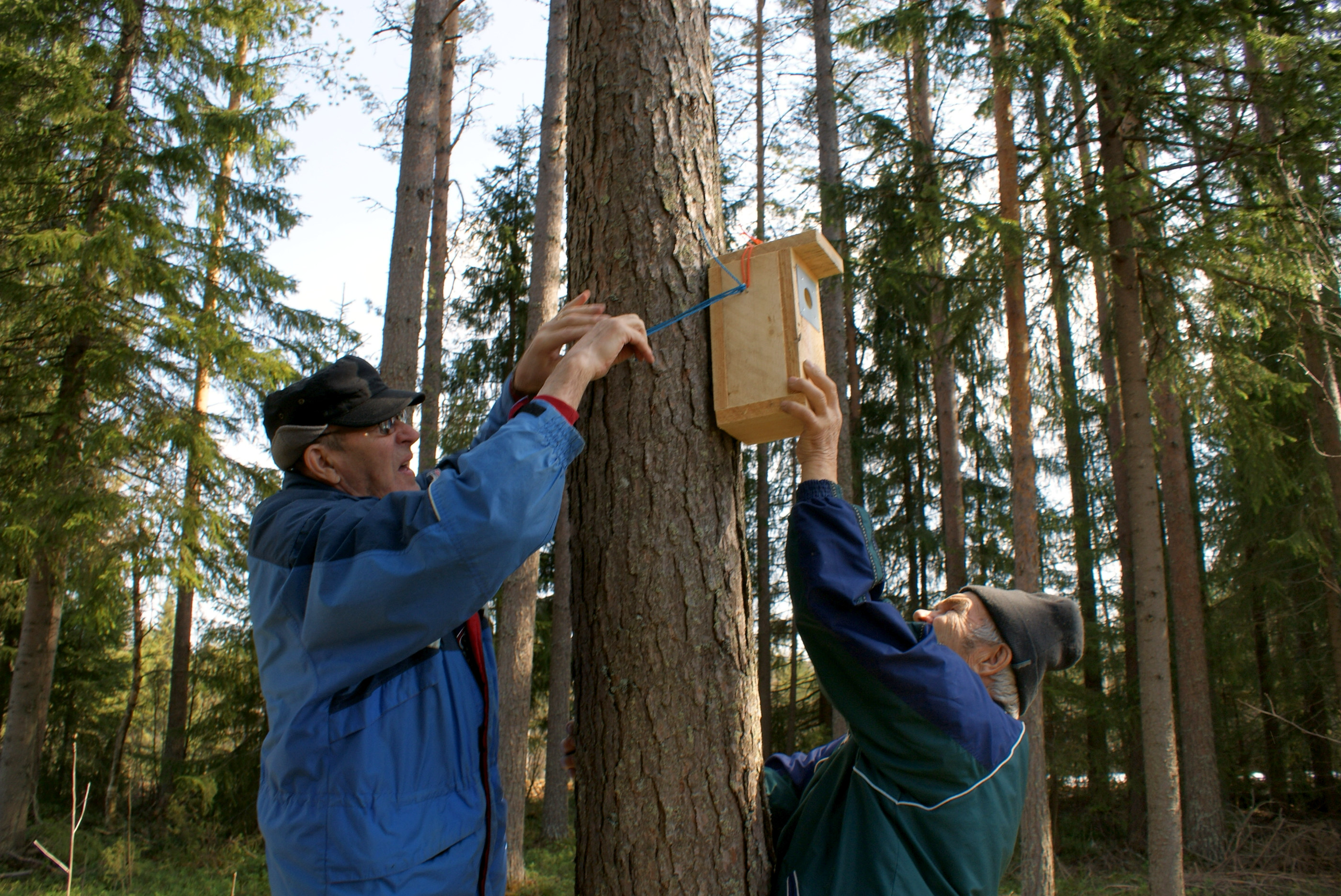 Teuvo Kelahaara (vasemmalla) ja Sakari Särkelä löysivät sopivan pöntönpaikan metsästysseuran Metsäpirtin tontilta.