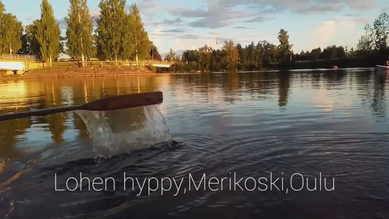 Lohen hyppy Merikoskessa.