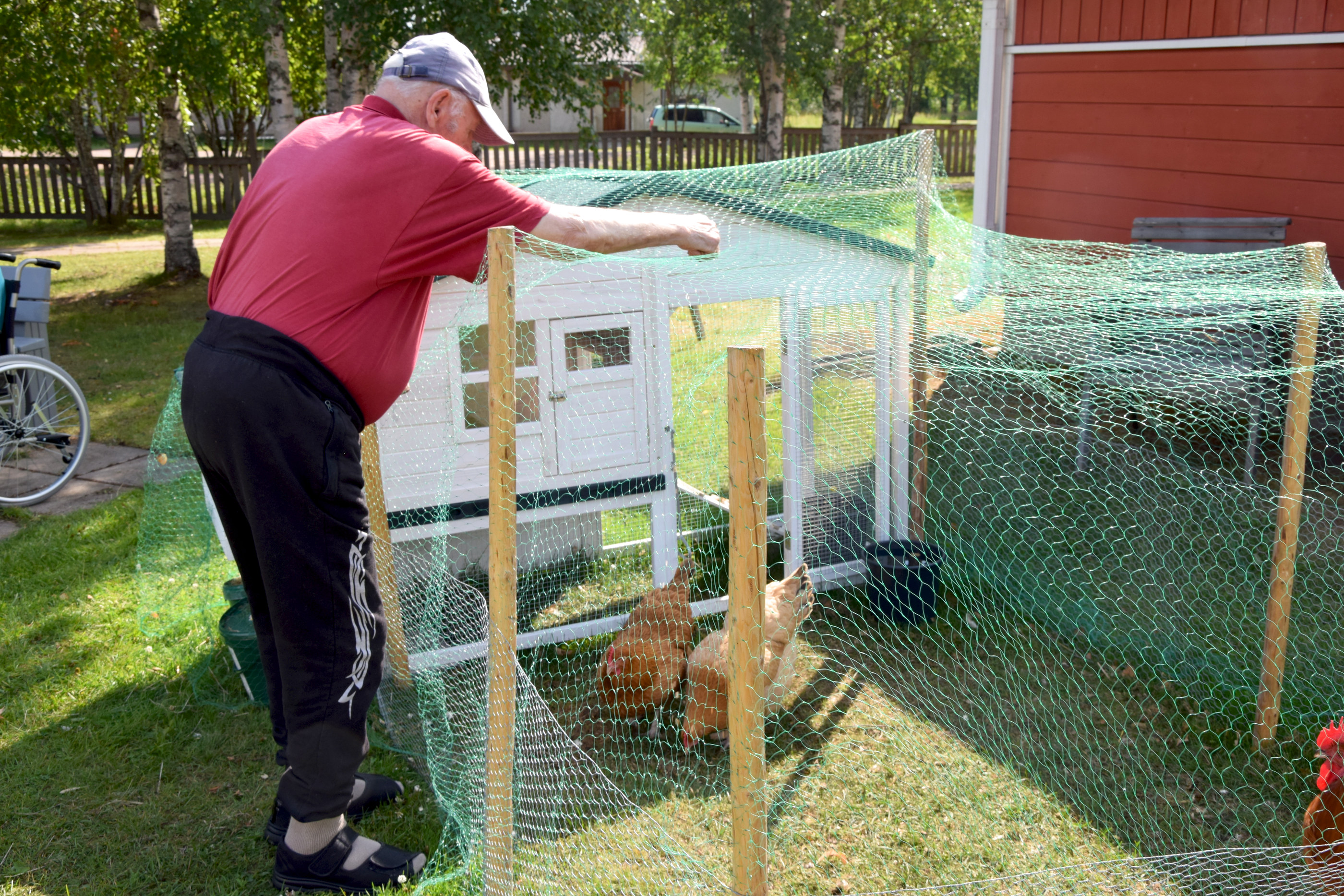 Pulmulle ja Sirkulle maistuvat Sulon heittämät jyväset.