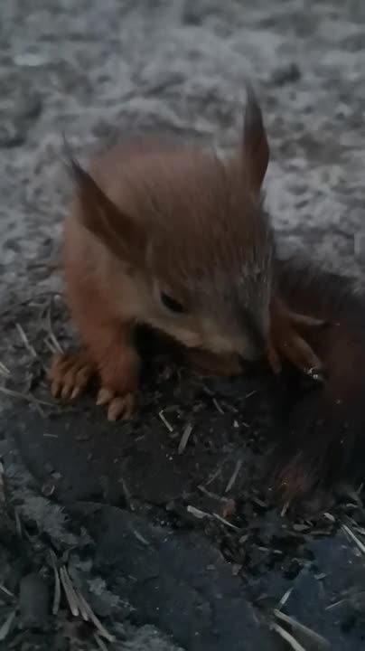 Oravaa janottaa kesähelteellä