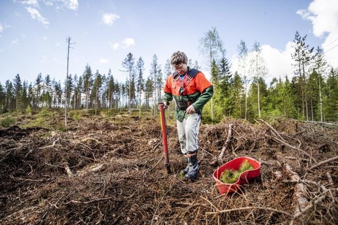 Paavo Linna innostui hoitamaan hakkuuaukkonsa uudistusistutukset itse. Enimmän osan kivennäispohjaisten metsiensä uudistamistöistä hän kuitenkin hoidattaa äestyksen yhteydessä toteutettavalla kylvöllä. Se on hänen mukaansa vaivattomin tapa. KUVAT: KRISTA LUOMA